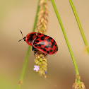 Spotted Tortoise beetle