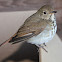 Hermit Thrush