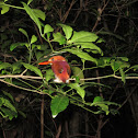 Madagascar Pigmy Kingfisher
