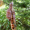 Cape wattle seed pods