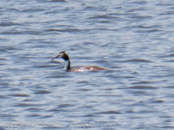 Spotting Image 1