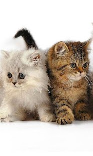 How to mod Cute Cat Wallpapers Free 1.0 apk for bluestacks