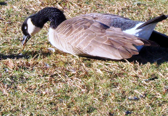 Spotting Image 1