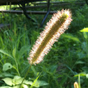 Prairie grass seed head