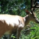 Colombian black-tailed deer