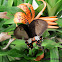 Common Mormon ( form stichius)