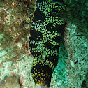Starry moray