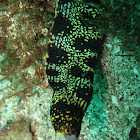 Starry moray