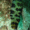 Starry moray