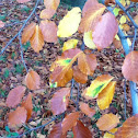 Beech