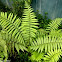 Fern