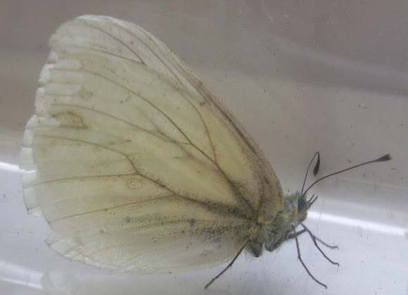 Spotting Image 1