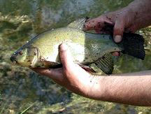 Linjak iz mrtve Odre (Tench from Odra river)