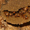meliponini stingless bee