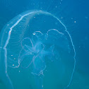 Jelly fish