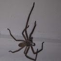 Huntsman spider