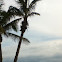 Coconut palm