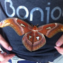 Atlas moth