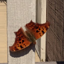 Unnamed spotting