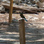 Turquoise-Browed MotMot
