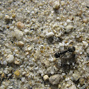 Carpenter Ant