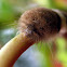 Banded Woolly Bear