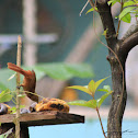 uncertain cardinal