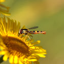 grote langlijf (Sphaerophoria scripta)