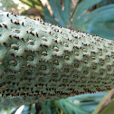 Costela de Adão - Monster fruit