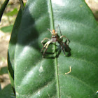 jumping spider