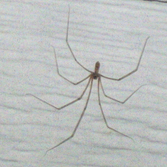 Spotting Image 1