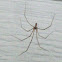 Cellar Spider