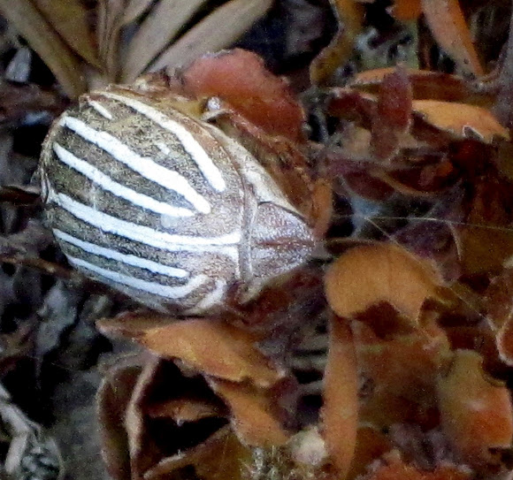 Spotting Image 1