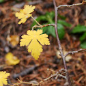 Gooseberry Currant