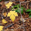 Gooseberry Currant