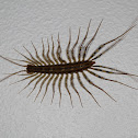 House Centipede
