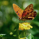 Gulf Fritillary 