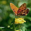 Gulf Fritillary 