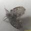 Moth Fly