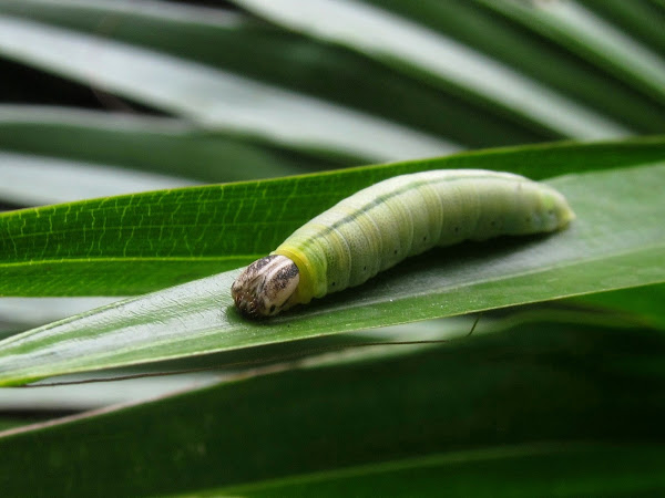 Palm Bob Caterpillar | Project Noah