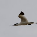 Avocet 