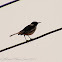 White-browed Wagtail