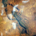 River Shrimp - Camarón de Río