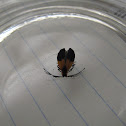 Net-winged Beetle