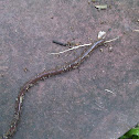 Earth worm