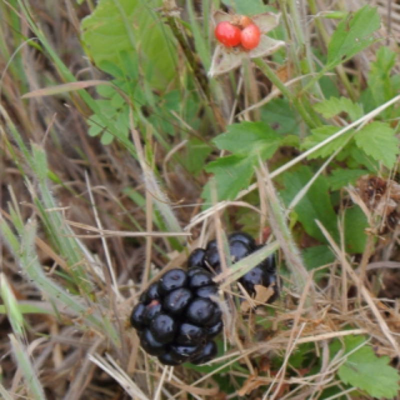 Dewberry