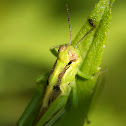 Two-striped Grasshopper