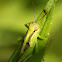 Two-striped Grasshopper