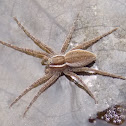 Six-spotted Fishing Spider