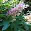 Oak leaf Hydrangea